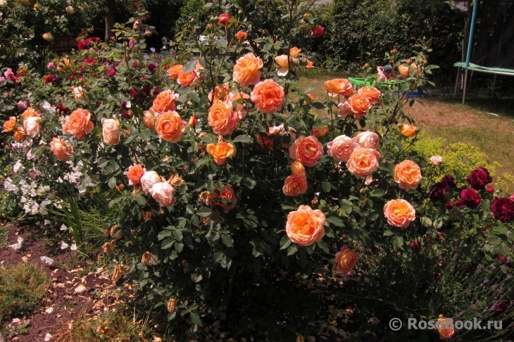 Lady of Shalott 