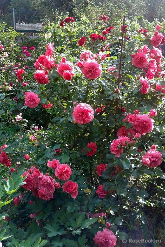 Rosarium Uetersen