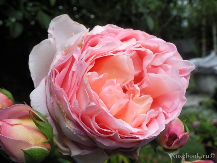 Abraham Darby