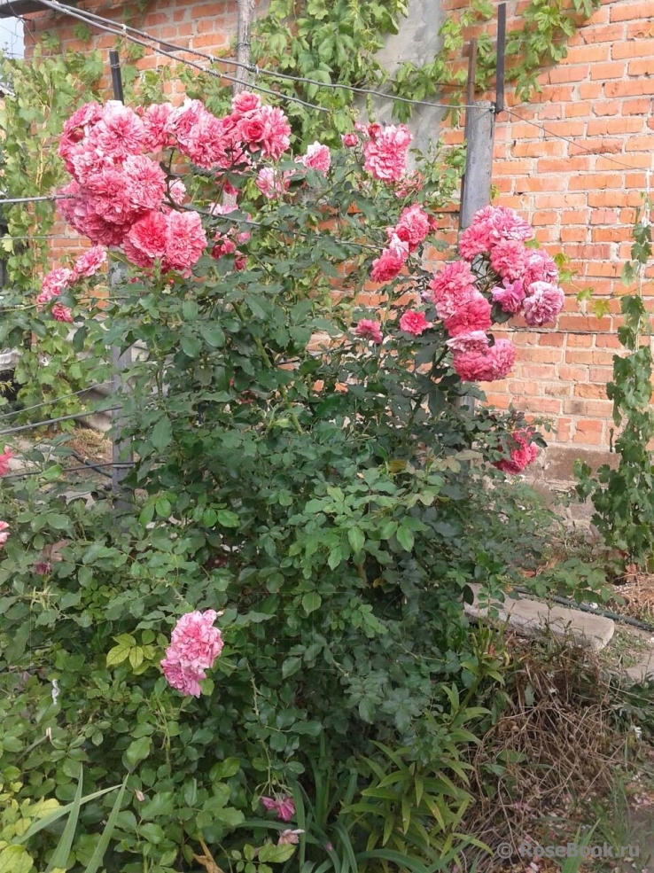 Rosarium Uetersen