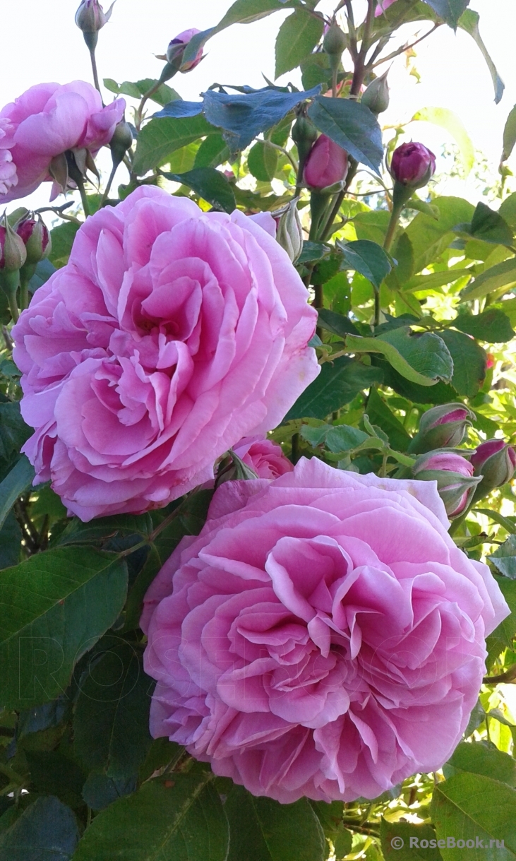 Gertrude Jekyll