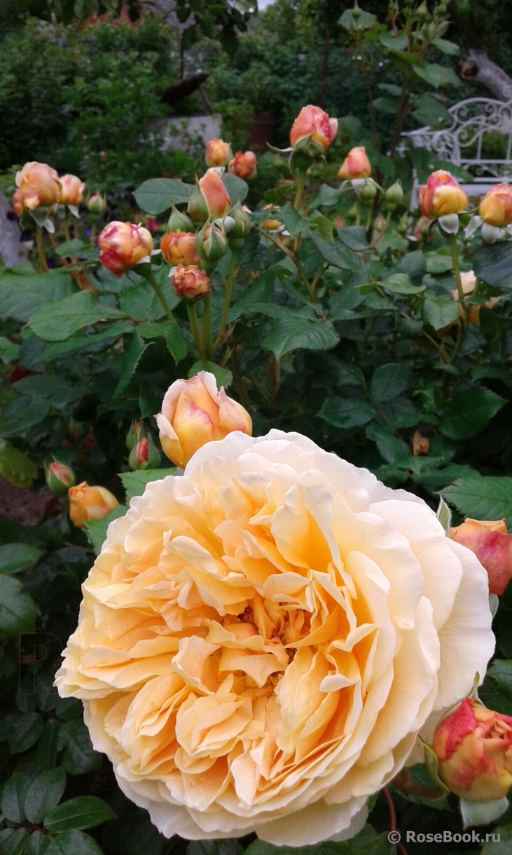 Crown Princess Margareta®