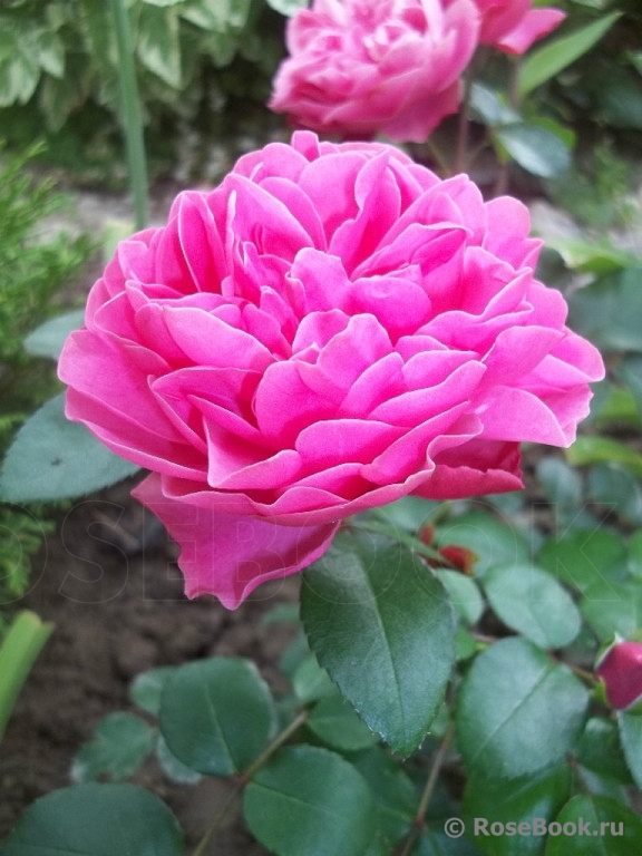 Rose de Rescht