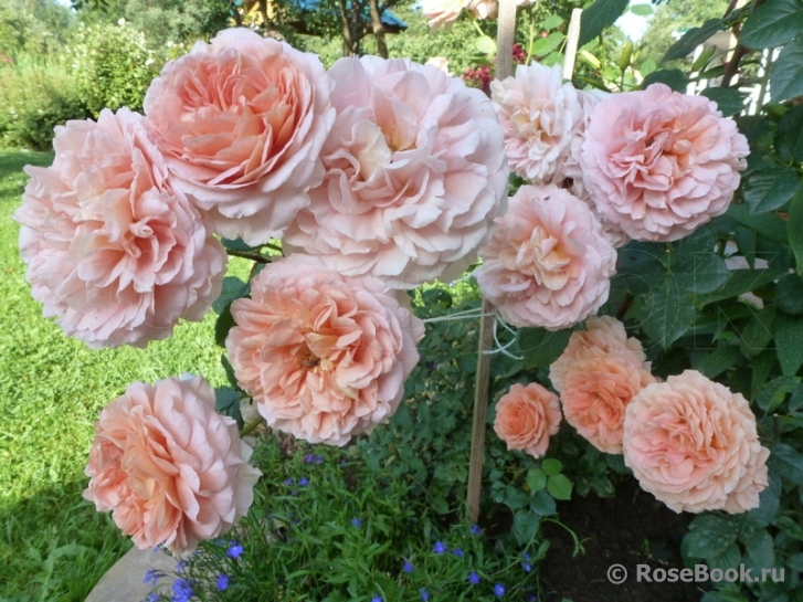 Abraham Darby