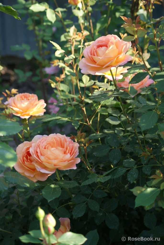 Lady of Shalott 