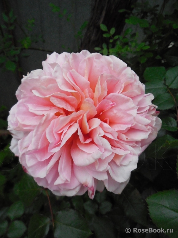 Abraham Darby