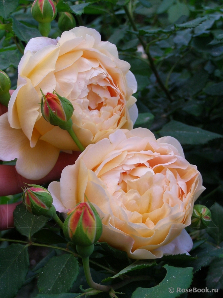 Crown Princess Margareta®