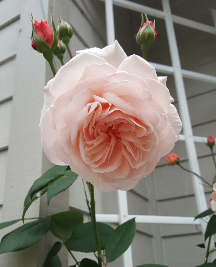 A Shropshire Lad