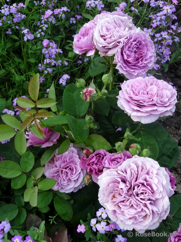 Роза Lavender Parfum