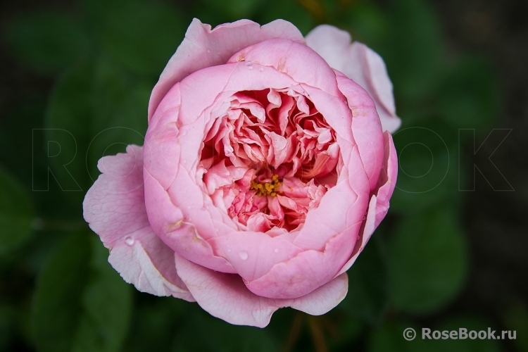 The Alnwick Rose