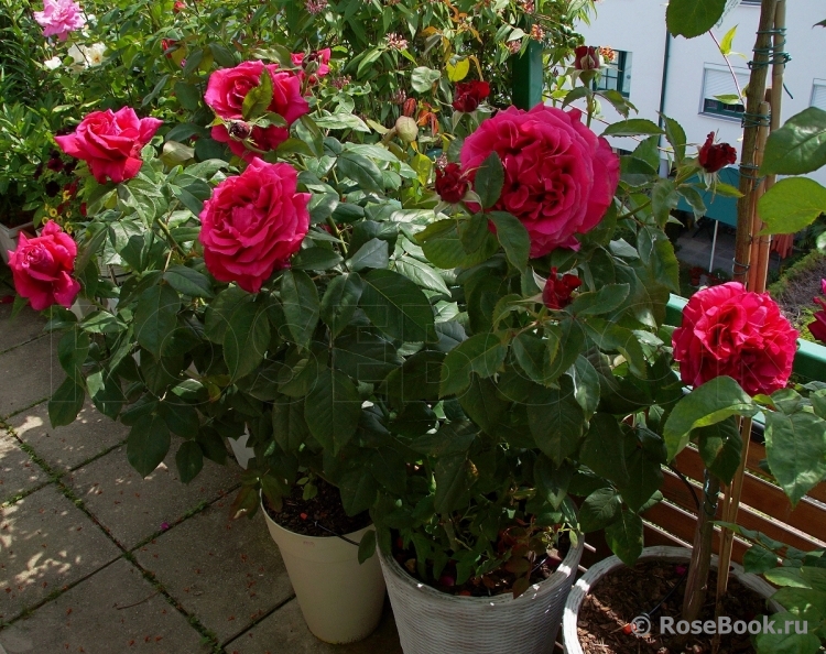 Rosier Rose Lalande de Pomerol ®