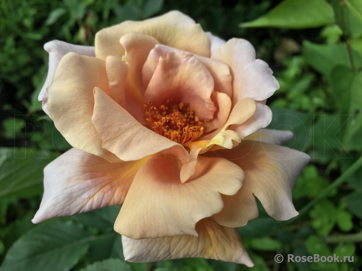 Julia's Rose