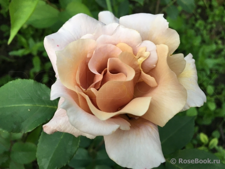 Julia's Rose