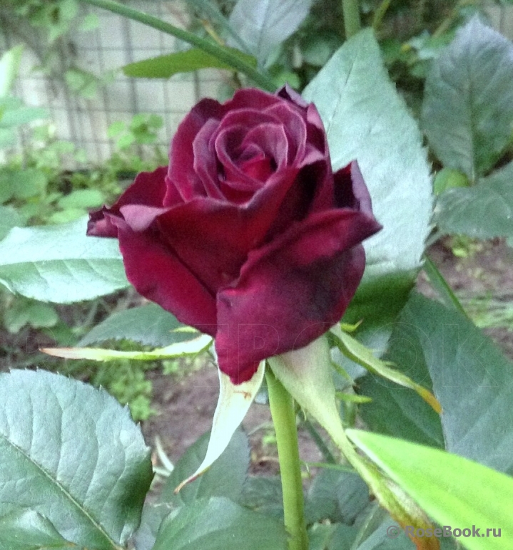 Black Baccara