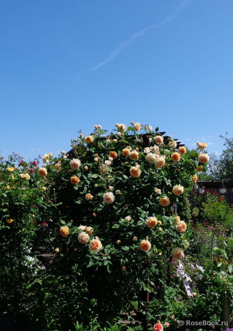 Crown Princess Margareta®