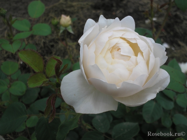 Glamis Castle®