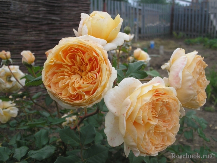 Crown Princess Margareta®