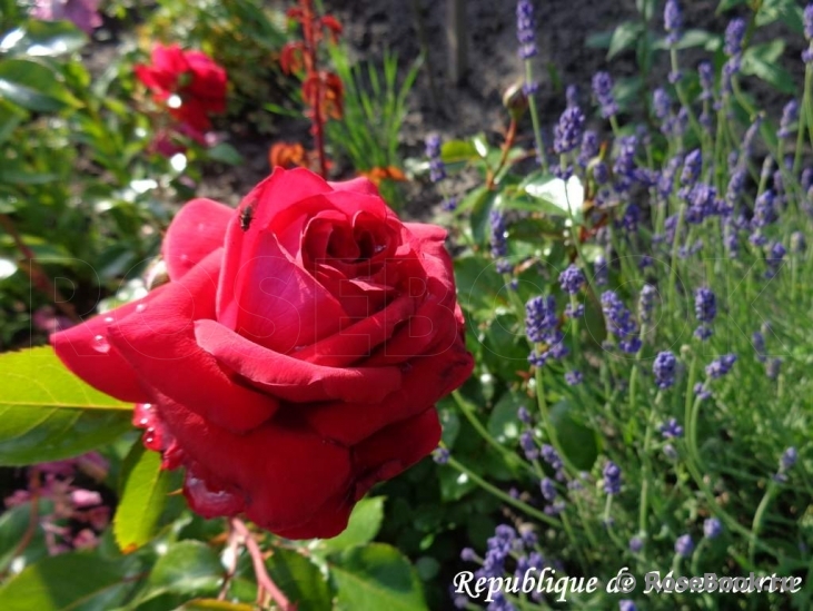 Republique de Montmartre ®