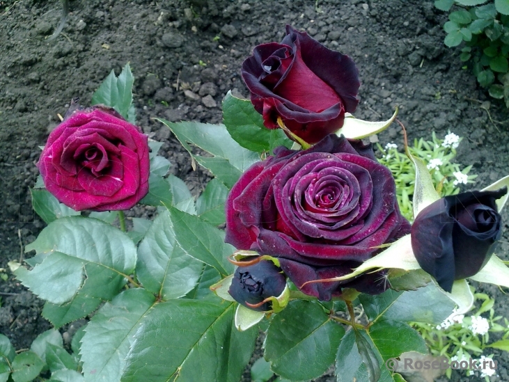 Black Baccara