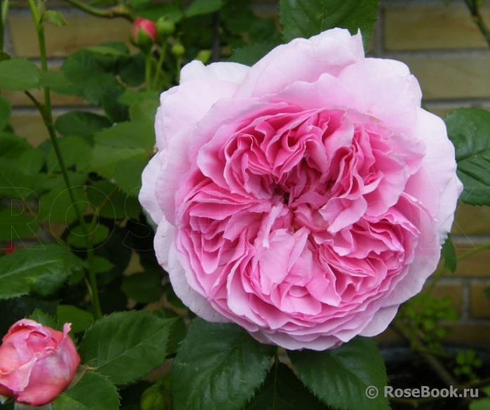 Princess Alexandra of Kent 