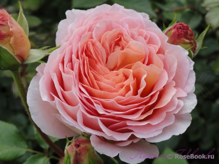 Abraham Darby