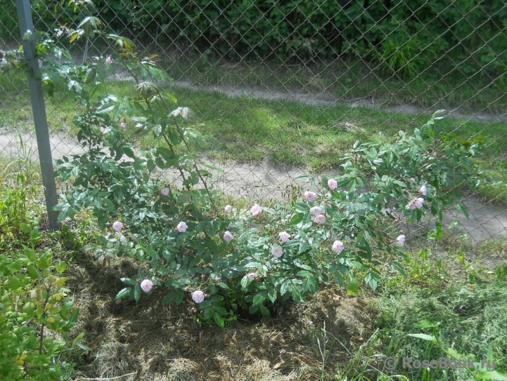 Parc de Maupassant