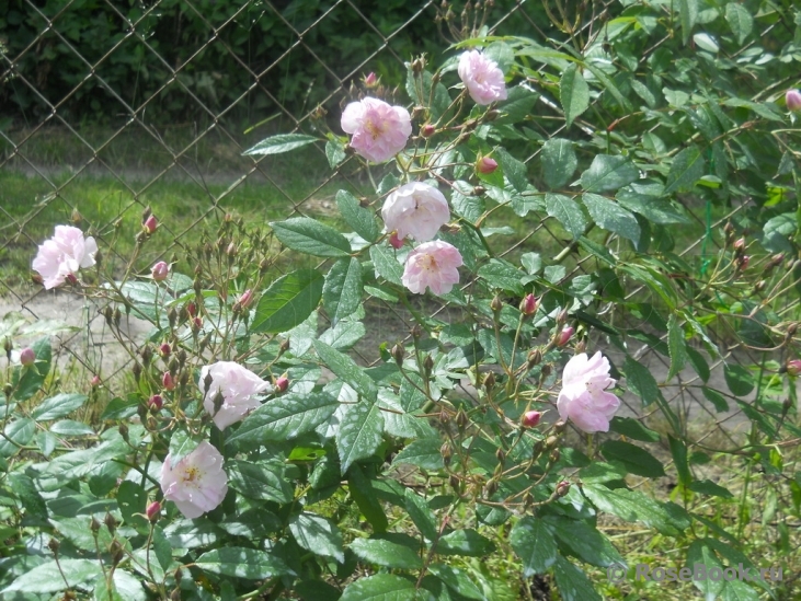 Parc de Maupassant