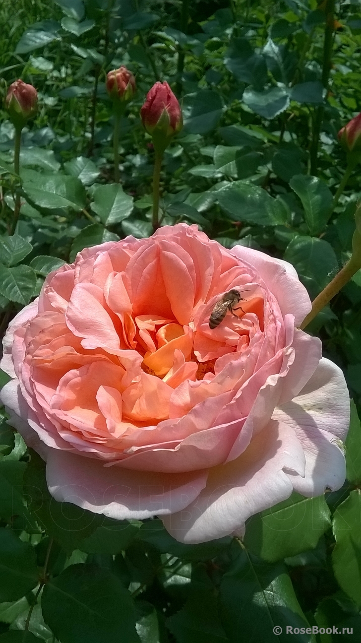 Abraham Darby