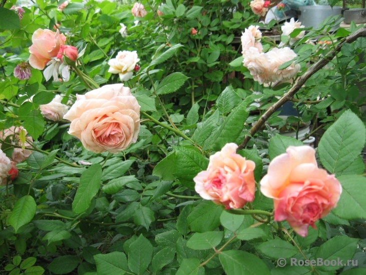 A Shropshire Lad