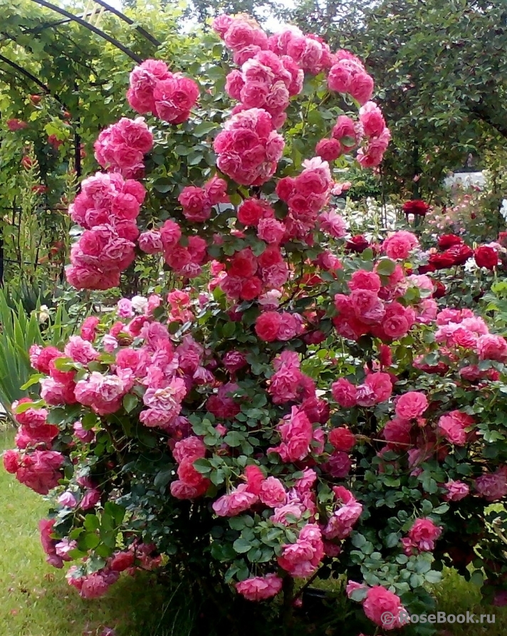 Rosarium Uetersen