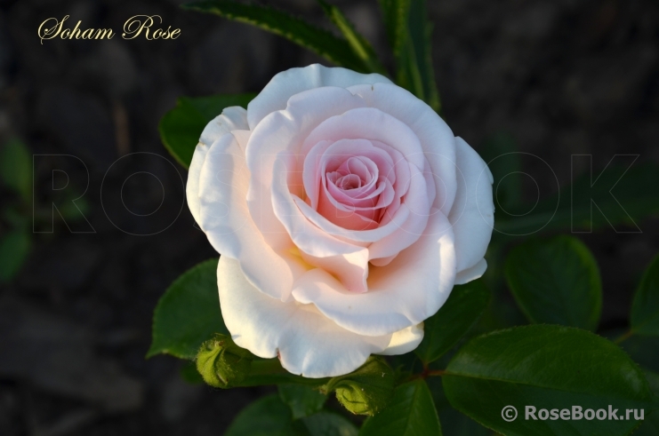 Soham Rose, The