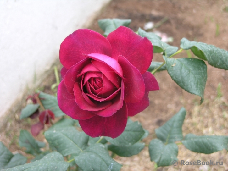 Johann Wolfgang von Goethe Rose®