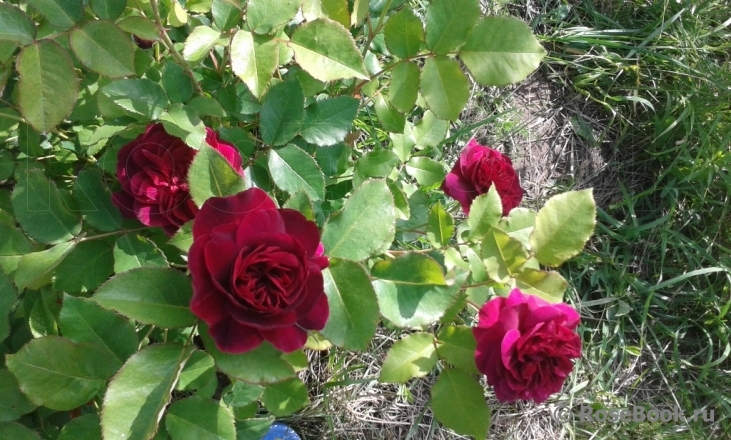 Darcey Bussell 