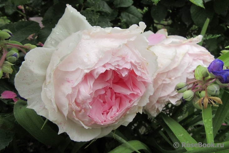 The Wedgwood Rose