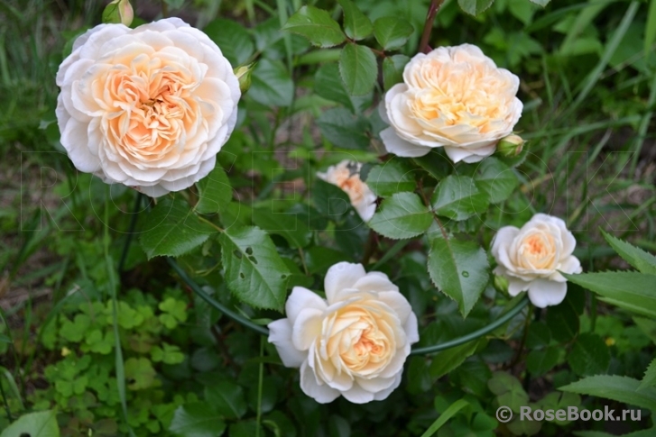 Jardins de l’Essonne 