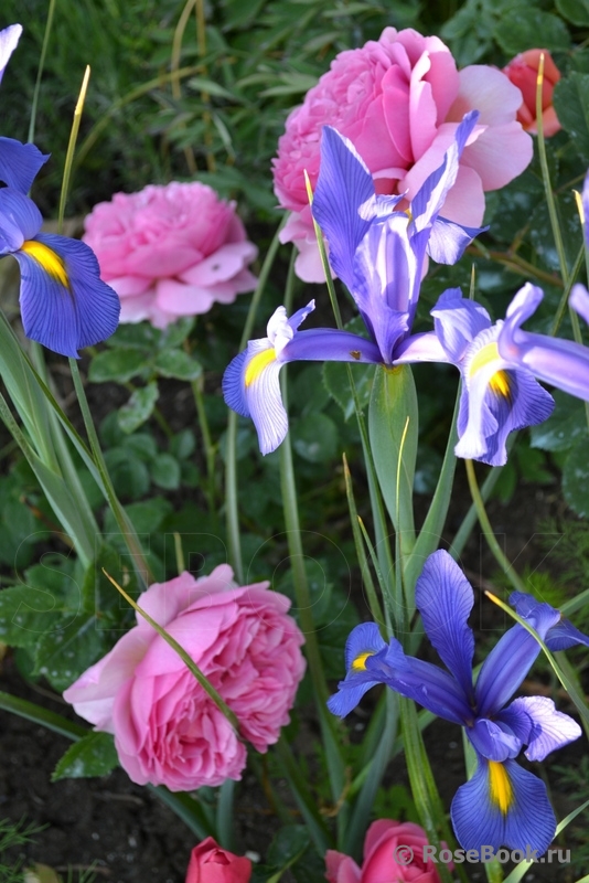 Princess Alexandra of Kent 