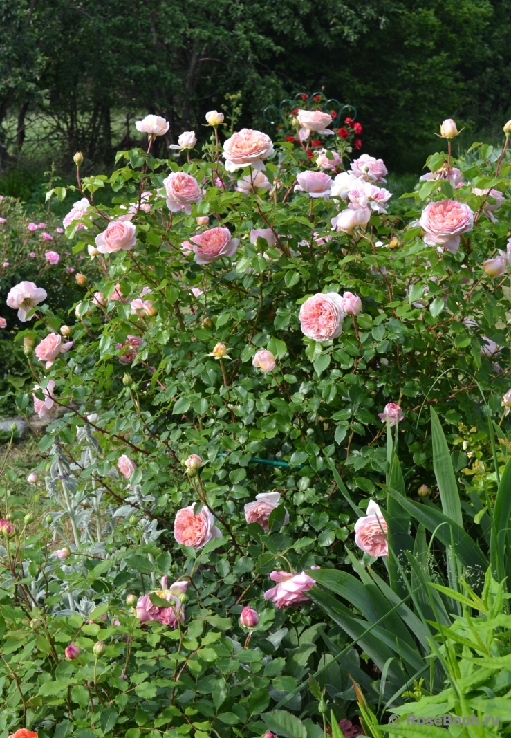 Abraham Darby