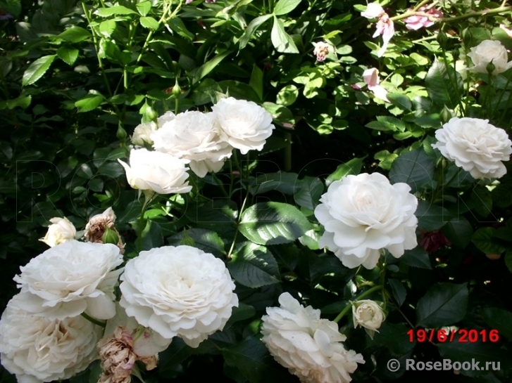 Great North Eastern Rose 