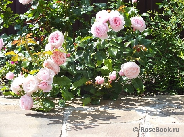 Hans Gonewein Rose 