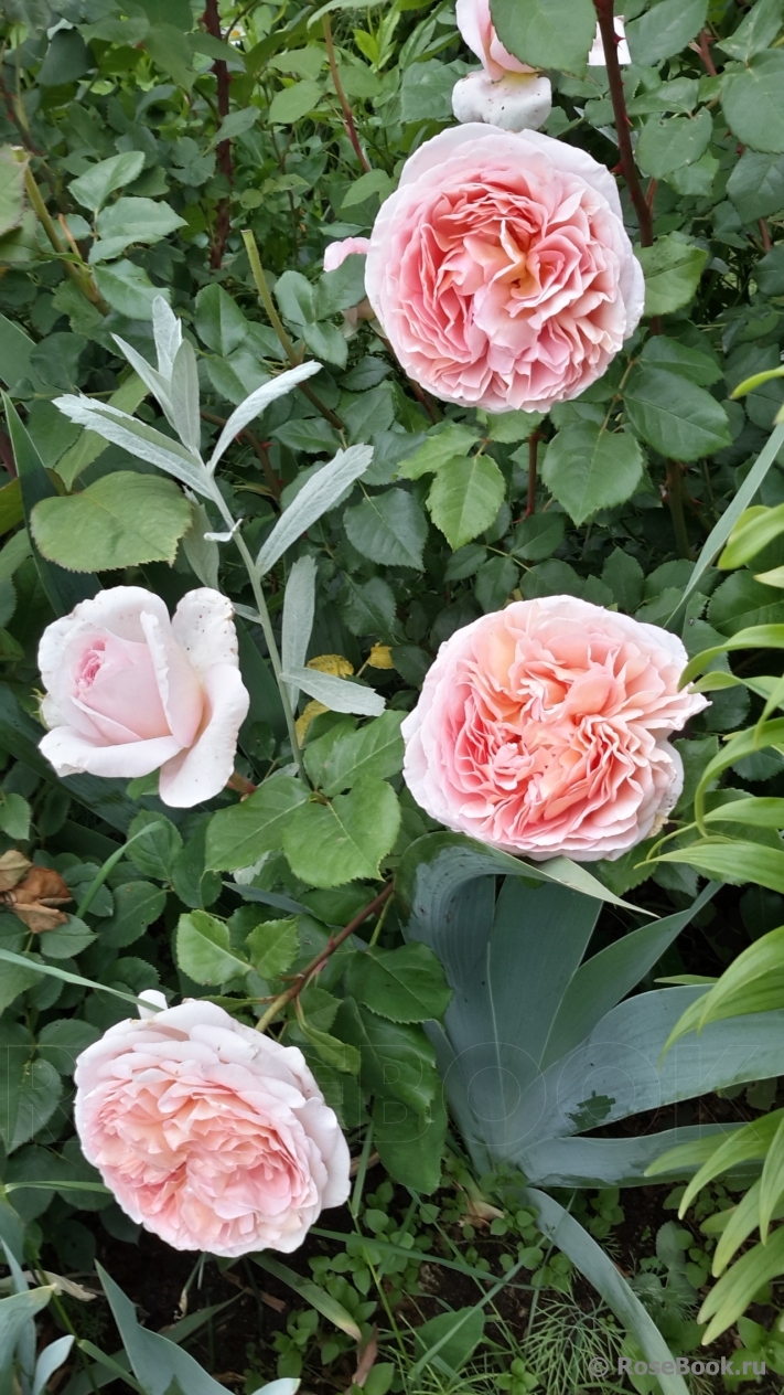 Abraham Darby