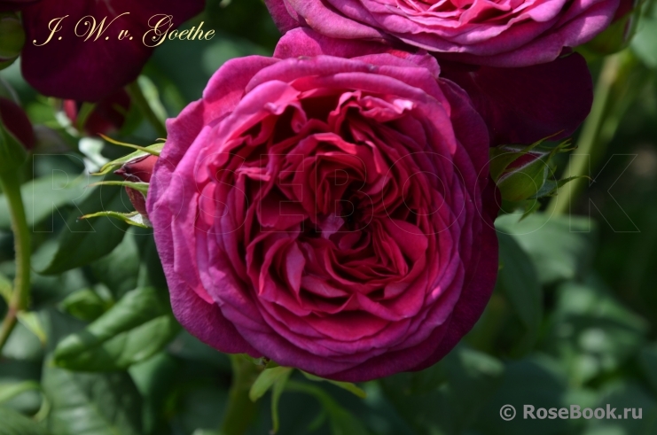 Johann Wolfgang von Goethe Rose®