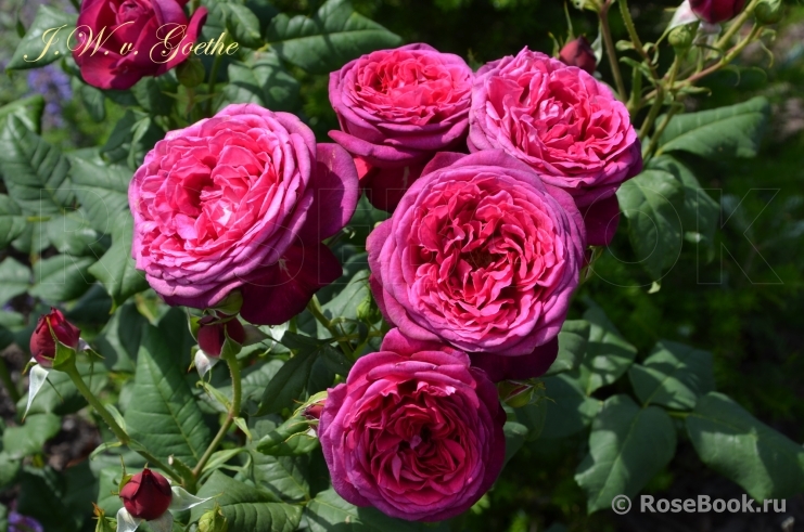 Johann Wolfgang von Goethe Rose®