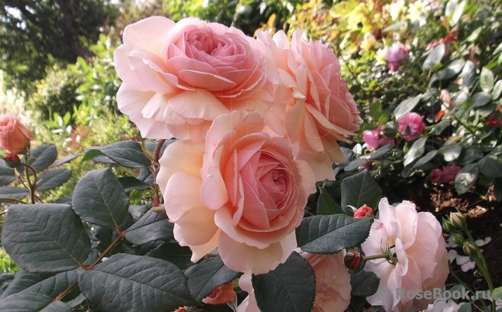 A Shropshire Lad