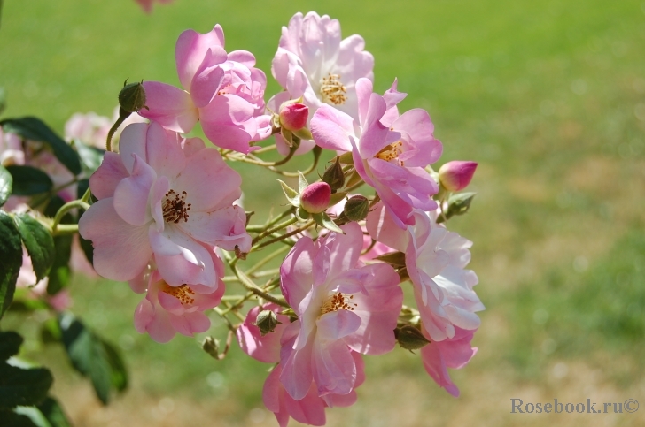 Apple Blossom 