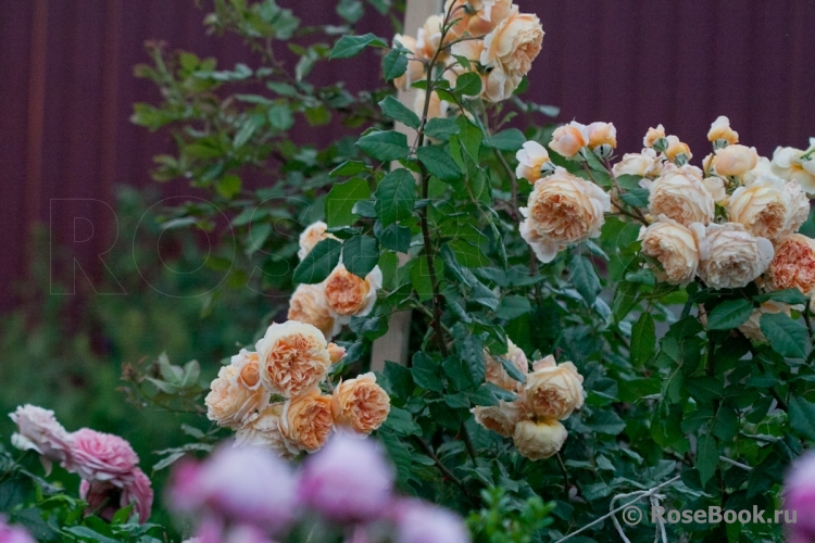 Crown Princess Margareta®