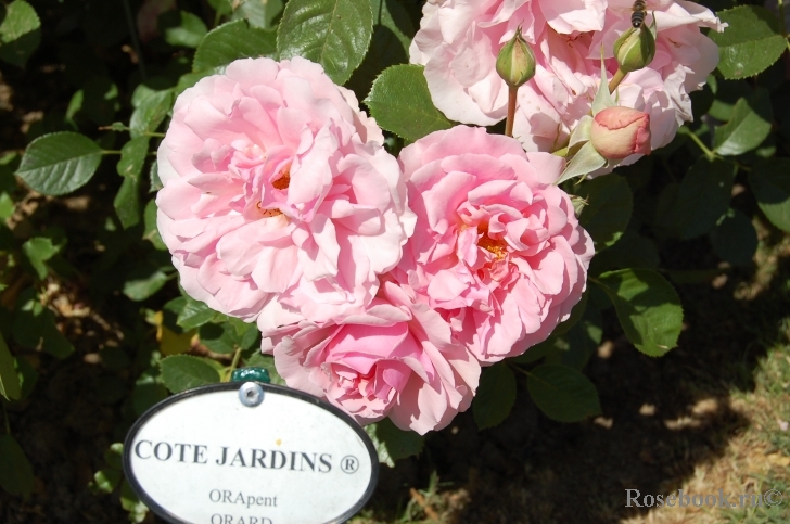 Cote Jardins 