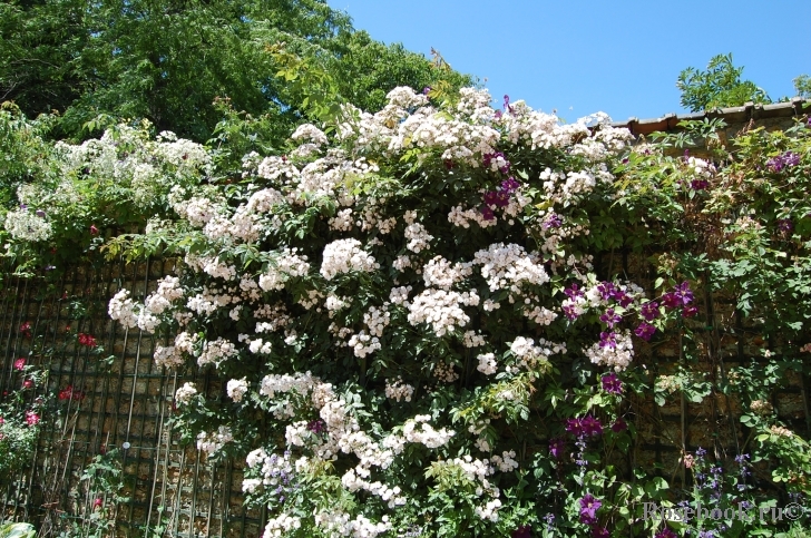 Dentelle de Malines