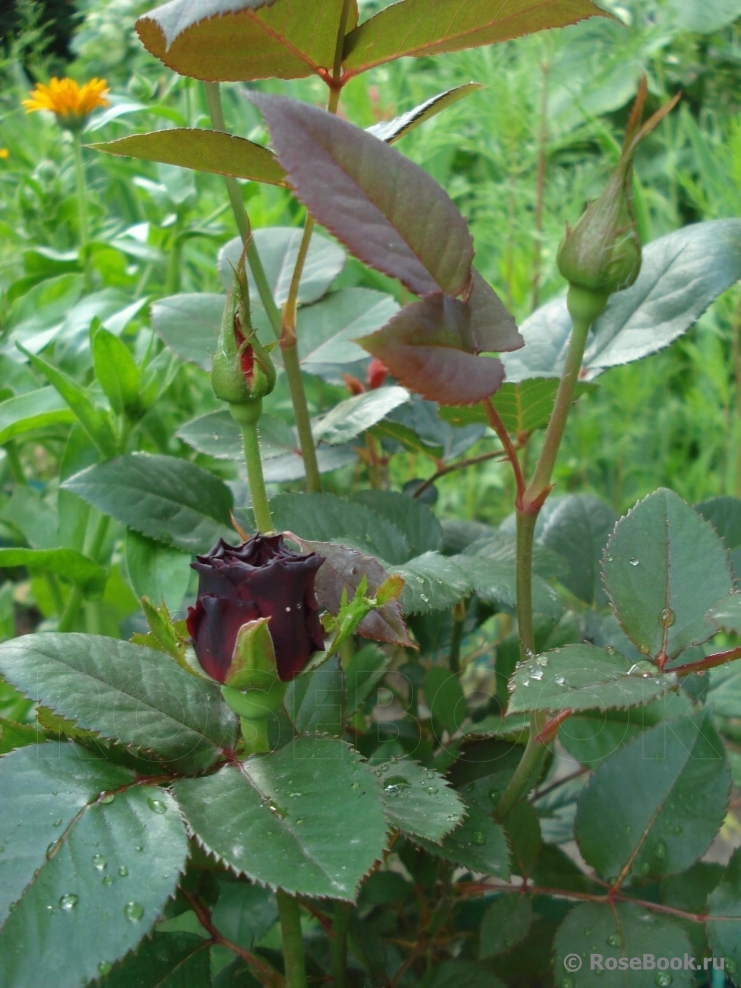 Black Baccara