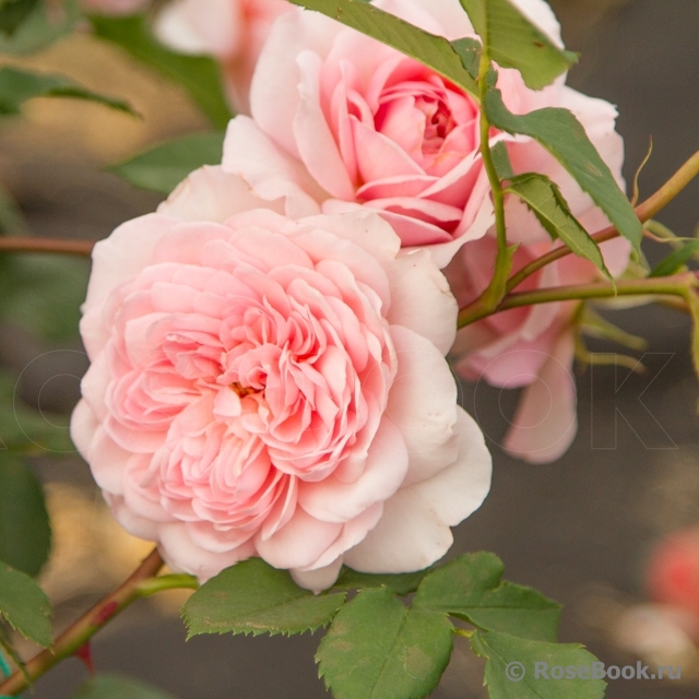 Abraham Darby