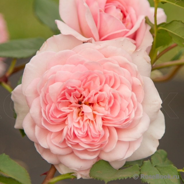 Abraham Darby